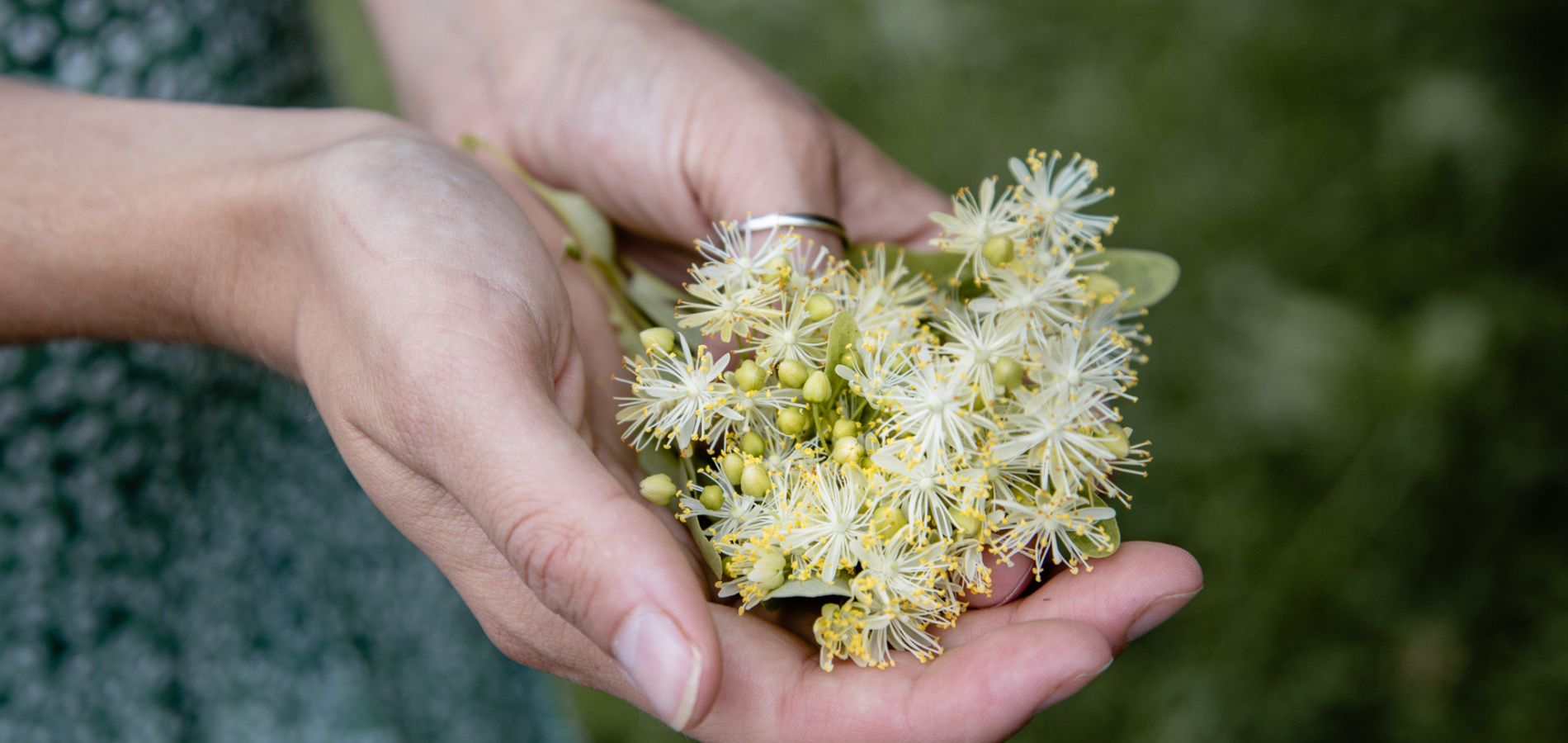 Vildvuchs, München, Wildkräuter, Fermentation, Plant-Based, Vegan, Küche, Workshops, Events, Kurse, Führungen